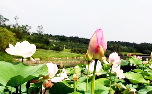 園區(qū)環(huán)境